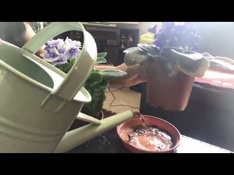 Four tips for African violets care #africanviolet #caretips #relaxwithplants