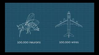 Harvard X Illustration/Animation