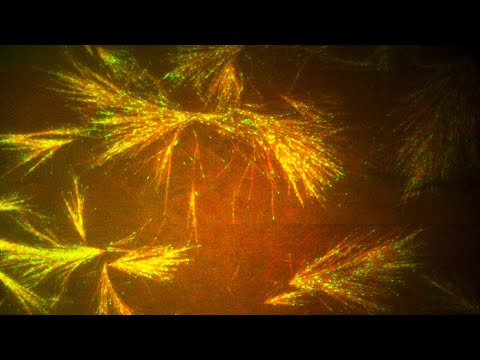 Engineering cellular scaffolding to advance nanotechnologies