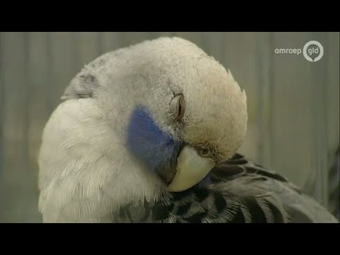 GLD Nieuws 5 december 2013 - Nieuws