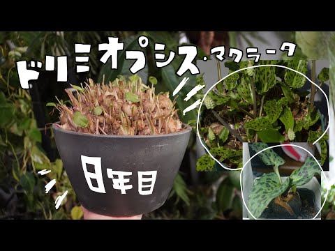 メドウパセリ 植物