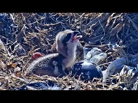 2020-05-26 Chick #1's first meal! Hatched today | Boulder County Osprey Cam
