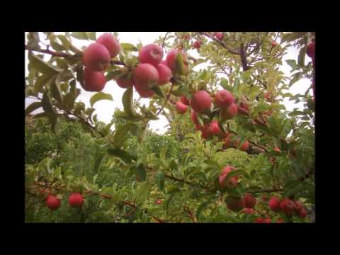 Delil Xidir - Ere Cane Cane (yeni versiyon)