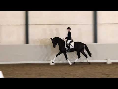 Hengstenstation van Uytert - Fürst Dior