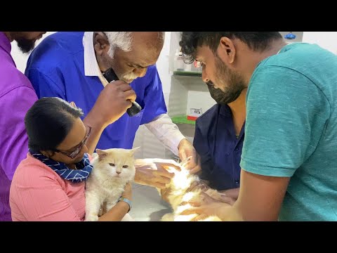 Shasha🐈Health Issue Hospital kupdu Ponom😥