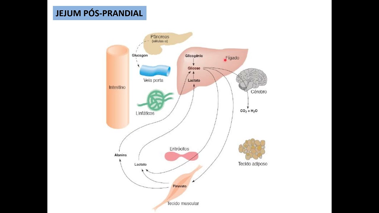 Conferência 4   Estado metabólico   Jejum