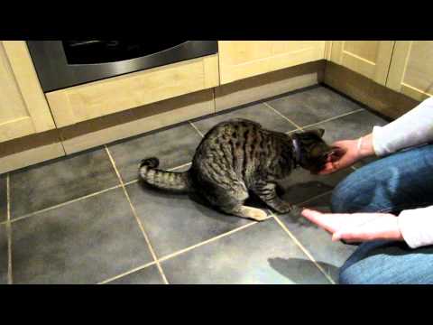 Nahla the Clever Cat - Gimme Five!