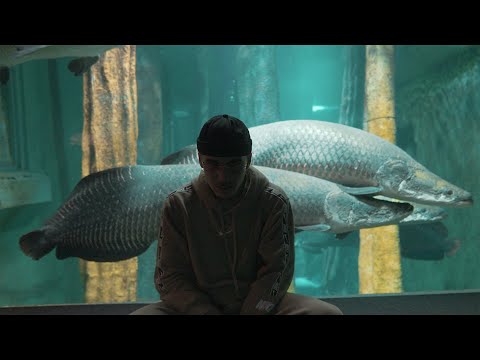 ANSER - RÁPIDO (VIDEOCLIP)