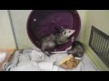 Opossum Babies Playing