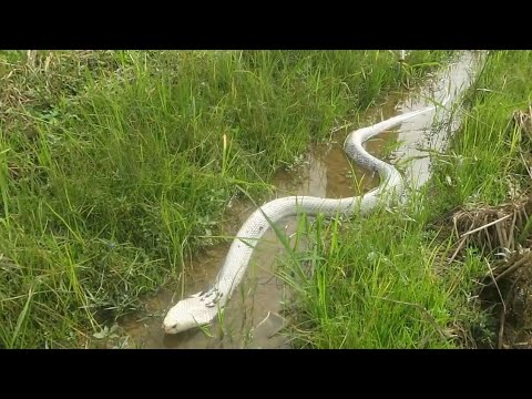 Damn Nature You Scary | Funny Scary Animal Encounters Ep 3