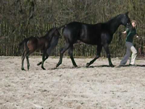St.Pr. Stute Henrietta von Hochadel x Matcho AA steht zum Verkauf Mobil 0172 6617105