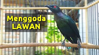 Download lagu Pancingan cucak keling agar cepat gacor dan teler. mp3