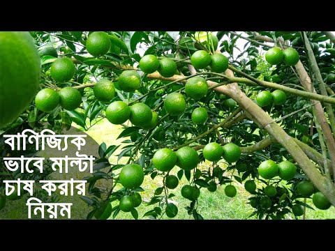 মাল্টা চাষ পদ্ধতি