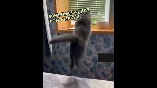 FLOP Like This Cat But Get Back Up STRONGER!