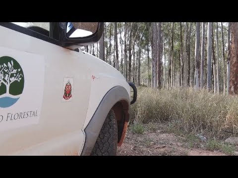 Incêndios criminosos na Floresta Estadual preocupam