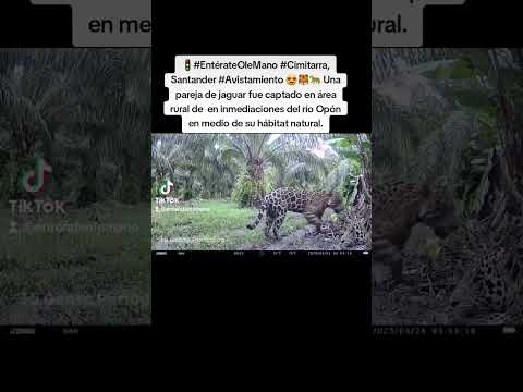 🚦#EntérateOleMano #Cimitarra, Santander #Avistamiento 😍🐯🐆 Una pareja de jaguar fue captada