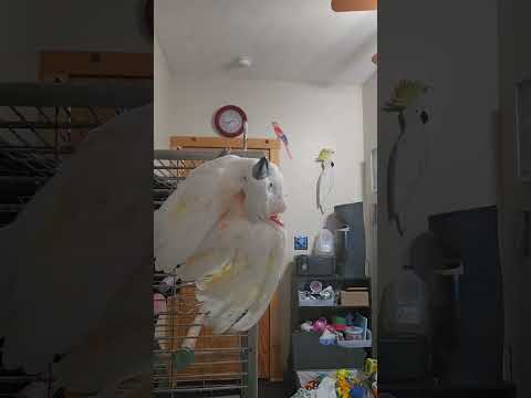 How To Shower A Cockatoo 🚿 