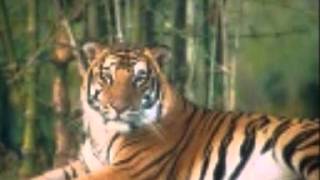 PEOPLE'S CHOICE  ..   I'M LEAVING YOU    ....