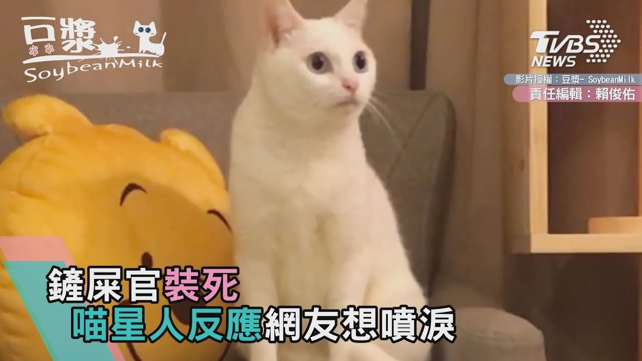 鏟屎官裝死 喵星人反應網友想噴淚