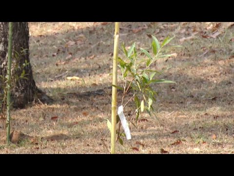Árvores são plantadas em homenagem ás vitimas da Covid-19