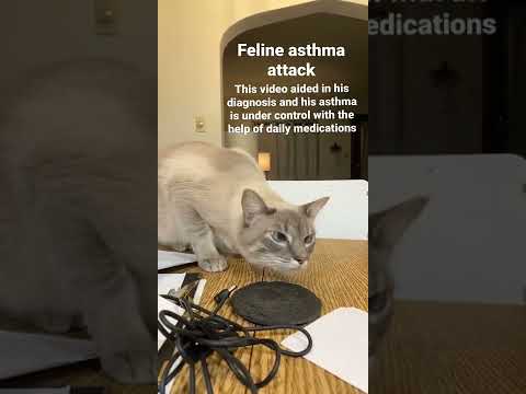 Feline Asthma Attack