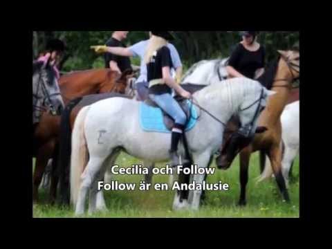 Bohus Elfsborghs Caroliner Kavalleri