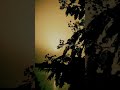 Sunya Sunya Maifilit Mazya Marathi Gazal Marathi Latamangeshkarsongs