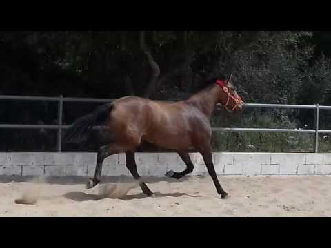 GOLONDRINA, LUSITANO, 3, FALBE, AKTION GREMLIN, Video 1 von 2