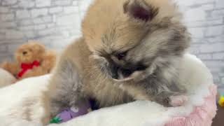 ポメラニアンの動画01
