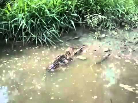 Forfiter! [Oryginal]