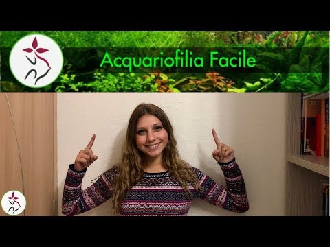 I PRIMI PASSI PER UN ACQUARIO FACILE (parte 1)