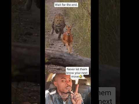 Funny videos, leopard running after the impala get twisted #comedy #impala #tiger #comedy #funny