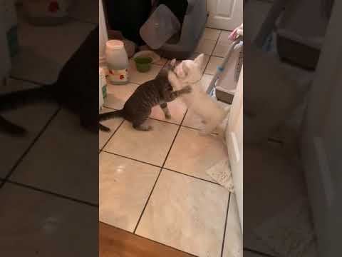 Kitty cat is playing with puppy by play wrestling