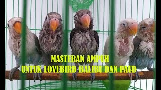 Download lagu Masteran Ampuh Ngetik Ngekek Panjang Untuk Lovebird Balibu dan PAUD mp3 Download lagu Masteran Ampuh Ngetik Ngekek Panjang Untuk Lovebird Balibu dan PAUD mp3