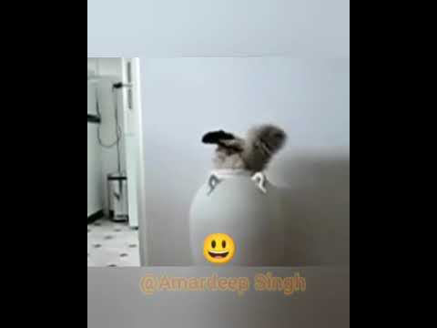 Cute Animal Adjusting in their new Habitat || Cute Dog and Cat Videos #Amardeep Singh