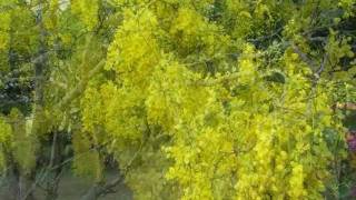 Golden Rain._December 2008_13.wmv