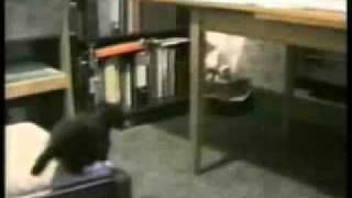 videos de gatos locos