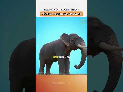 Tại sao voi trưởng thành vẫn thua sợi dây mảnh mai?