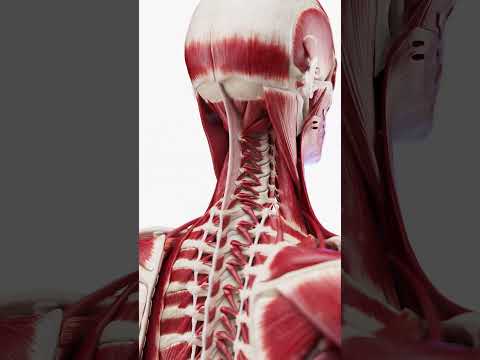 Muscle anatomy of the neck  #anatomy #meded #3dmodel