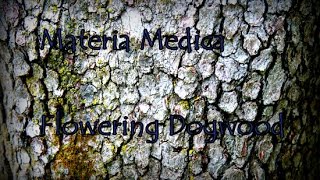 Materia Medica The Fever Breaking Tree, Decoction of Dogwood 23