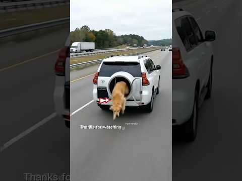 This dog falls out of its owner's car #shortsvideo #viralvideo #trending #car