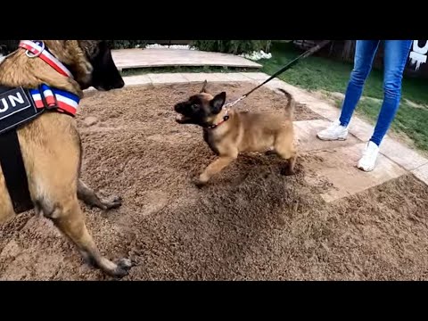 CHIOT AGRESSIF - AU STADE ULTIME !  MALINOIS