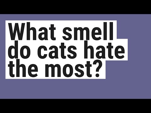 What smell do cats hate the most?