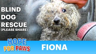 Blind dog rescue: Fiona - Please SHARE on FB & Twitter and help us raise awareness.  Thanks!