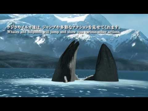 REAL WHALES Find the cetacean. Video