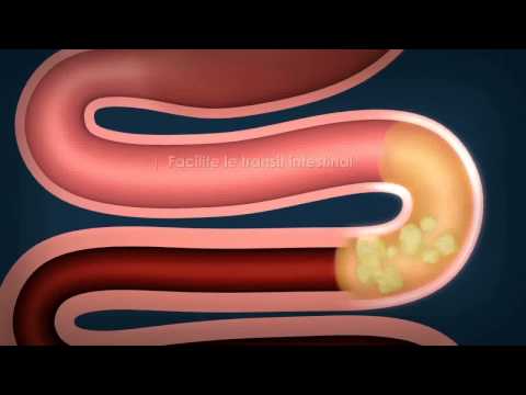 comment renforcer l'intestin