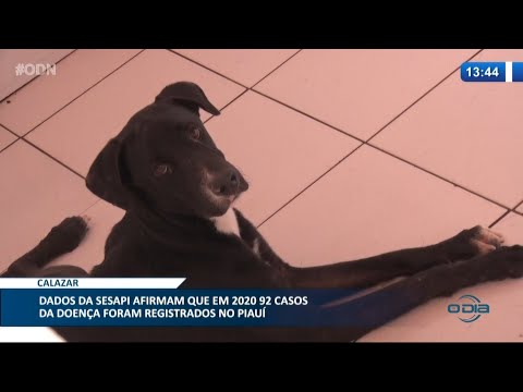 SESAPI registra 92 casos de Calazar em 2020 no Piauí 10 02 2021