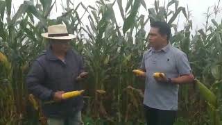 preview picture of video 'El cultivo de maíz  2019  en  el cantón pindal'