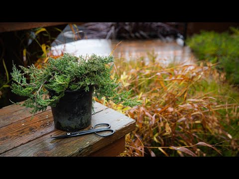 How to Turn Nursery Stock into a Shohin Bonsai Creation