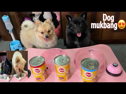DOG’S Try 3 Kinds of Dog food in can/ HABIBA & HABIB / DOG ASMR /DOG MUKBANG